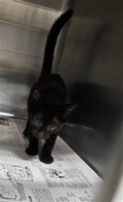 Unknown - Domestic Short Hair