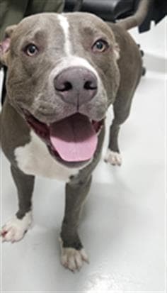 Bruno - Pit Bull Terrier