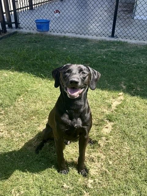 Zach - Labrador Retriever