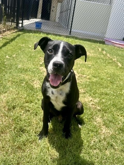 Abe - Pit Bull Terrier