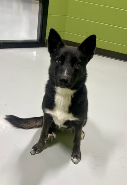 Unknown - German Shepherd Dog
