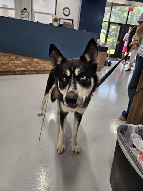 Unknown - Siberian Husky