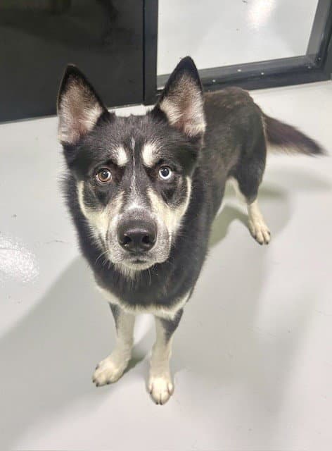 Unknown - Siberian Husky