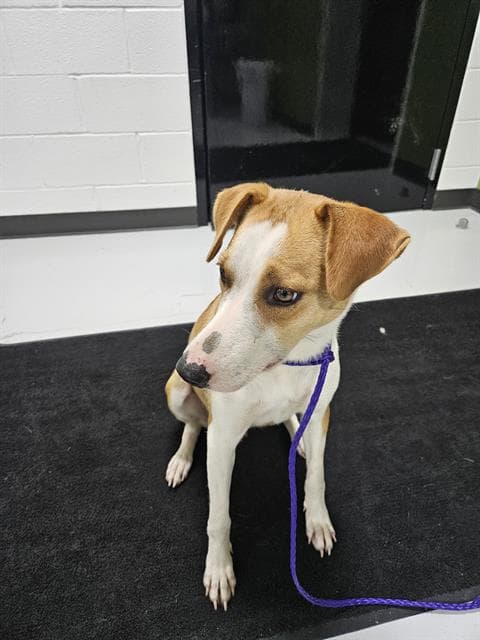 Unknown - Jack Russell Terrier (Parson Russell Terrier)