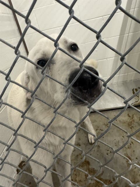 Unknown - Great Pyrenees