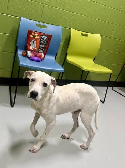 Unknown - Pit Bull Terrier