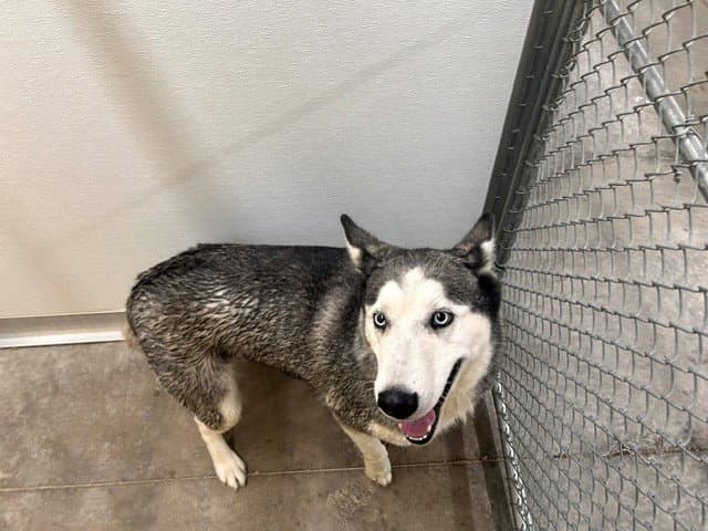 Unknown - Husky
