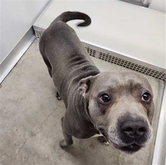 Karma - Pit Bull Terrier