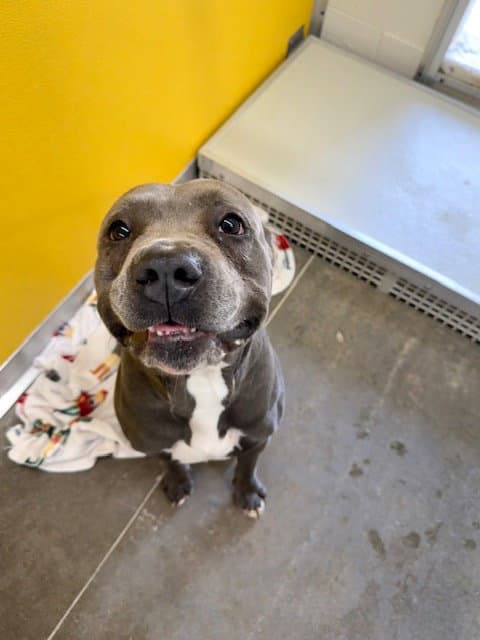 Karma - Pit Bull Terrier