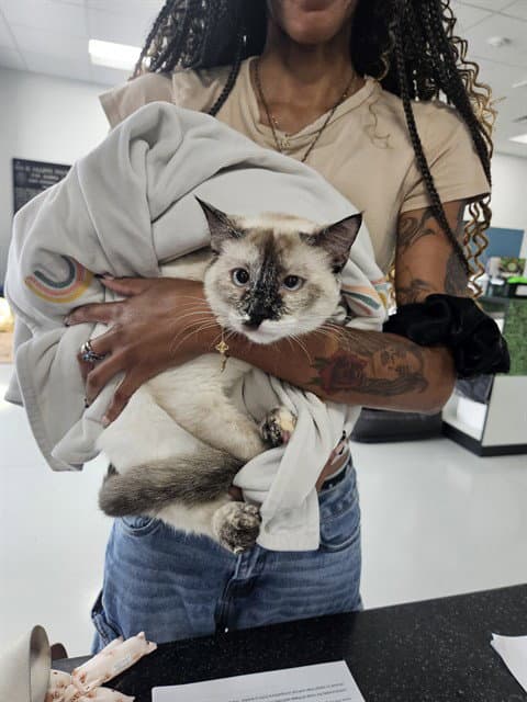 Katrina - Siamese