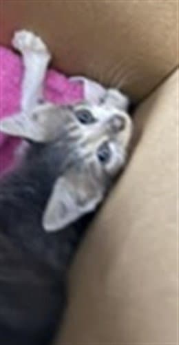 Missy - Domestic Short Hair