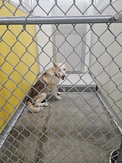 Unknown - Siberian Husky
