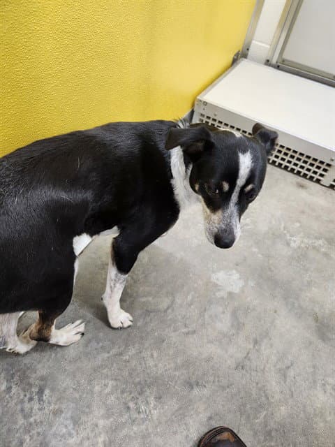 Unknown - Australian Cattle Dog/Blue Heeler