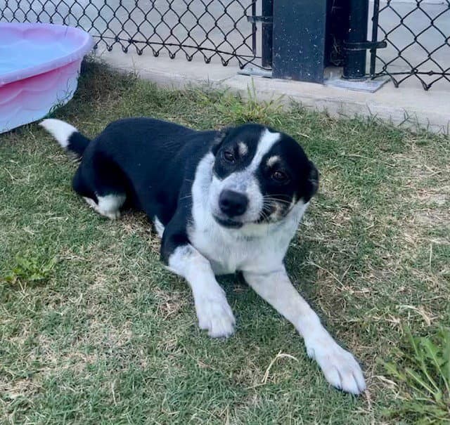 Unknown - Australian Cattle Dog/Blue Heeler