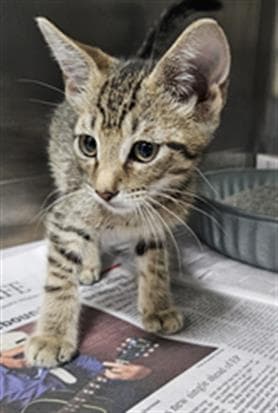 Unknown - Domestic Short Hair