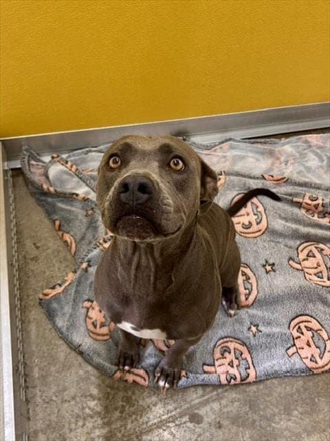 Nala - Pit Bull Terrier