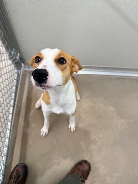 Poppy - Jack Russell Terrier (Parson Russell Terrier)