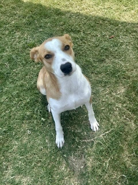 Poppy - Jack Russell Terrier (Parson Russell Terrier)