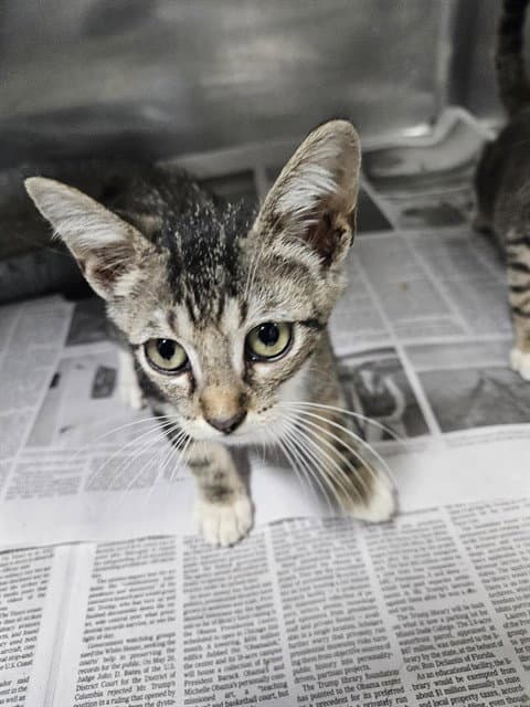 Bob - Domestic Short Hair