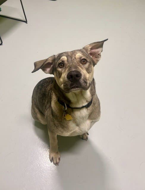 Flora - Black Mouth Cur