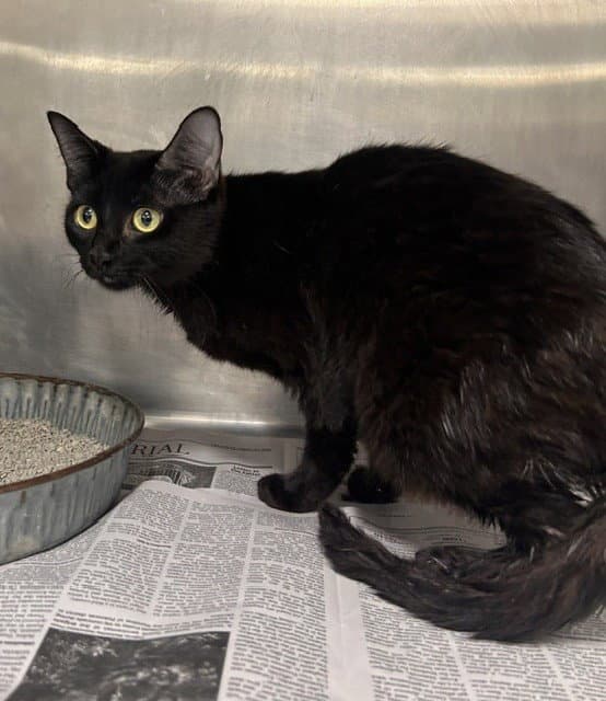 Unknown - Domestic Short Hair