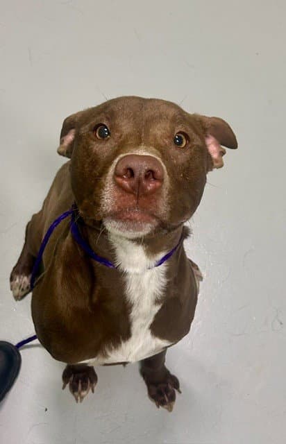 Banner - Pit Bull Terrier