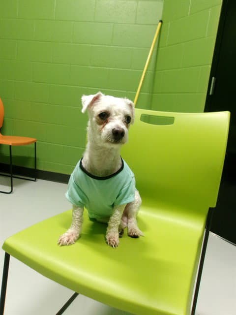 Unknown - Poodle (Miniature)