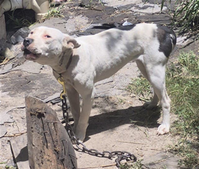 Unknown - Pit Bull Terrier