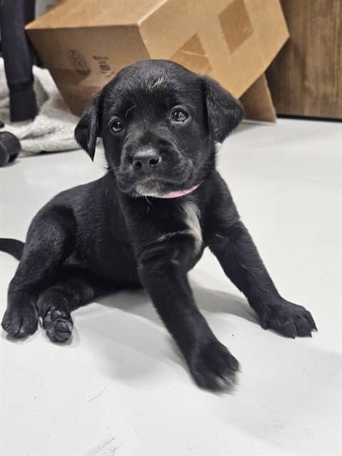Amy Santiago - Labrador Retriever