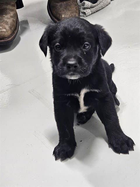 Jake Peralta - Labrador Retriever