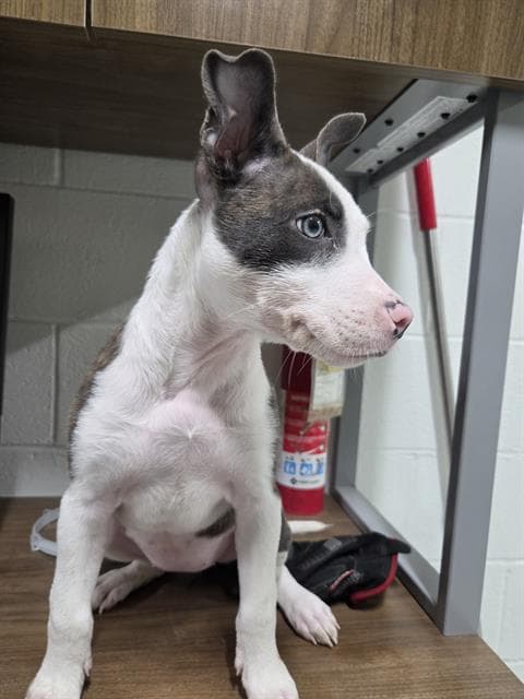 Kara - Pit Bull Terrier
