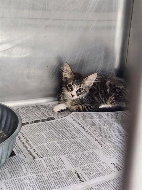 Unknown - Domestic Short Hair