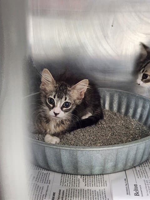 Unknown - Domestic Short Hair