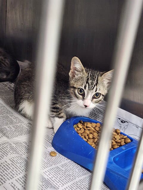 Unknown - Domestic Short Hair