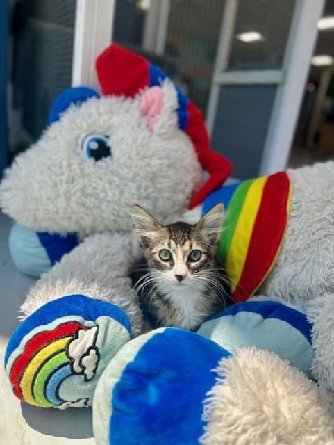 Unknown - Domestic Short Hair