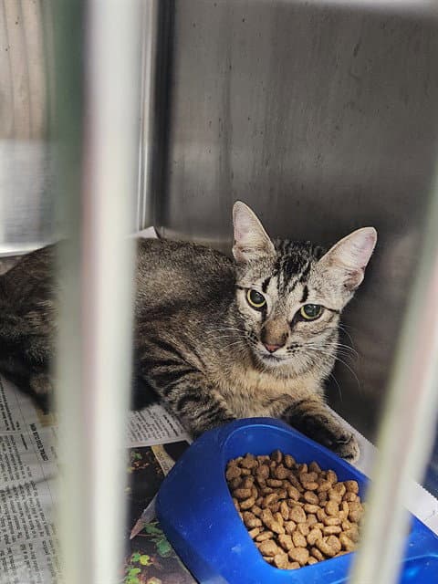 Unknown - Domestic Short Hair
