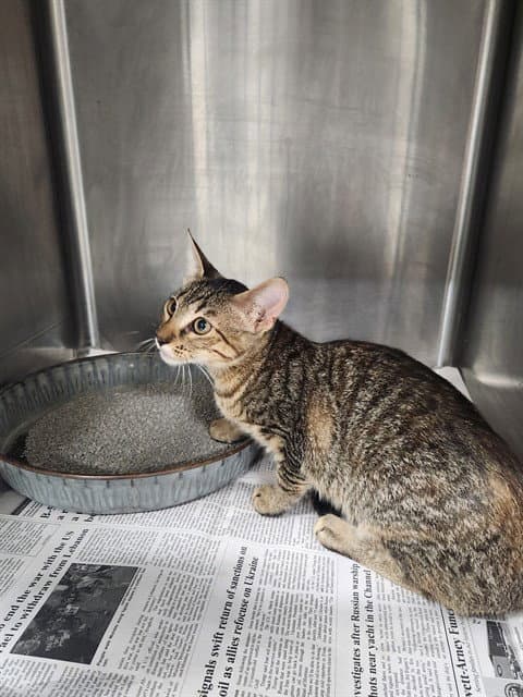 Unknown - Domestic Short Hair