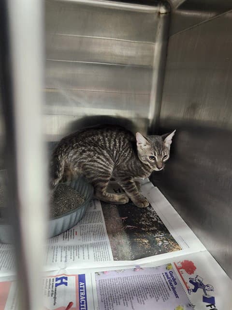 Unknown - Domestic Short Hair