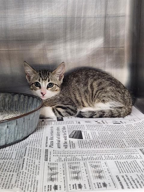 Unknown - Domestic Short Hair