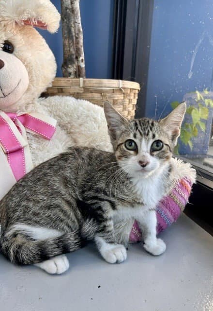 Unknown - Domestic Short Hair