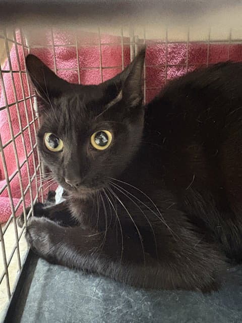 Moon Light - Domestic Short Hair