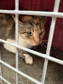 Mama Cat image 1