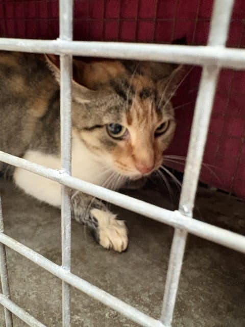 Mama Cat - Domestic Short Hair
