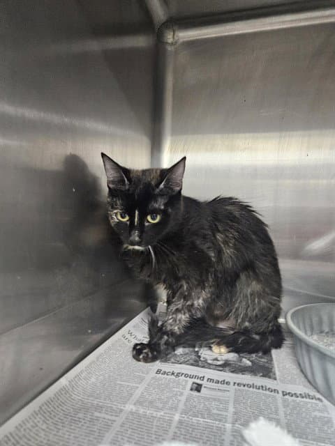 Lychee - Domestic Medium Hair