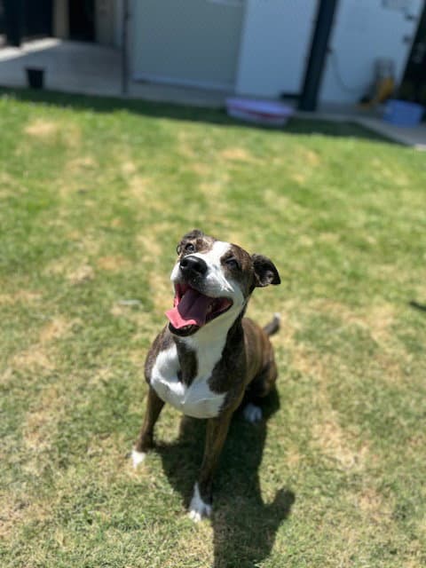 Hazel - Catahoula Leopard Dog