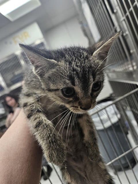 Cherry - Domestic Short Hair