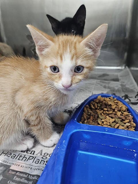 Bananan - Domestic Short Hair