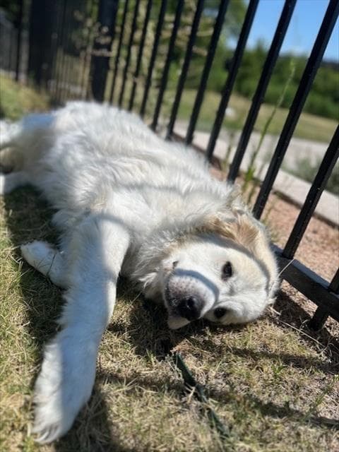 Dusty - Great Pyrenees