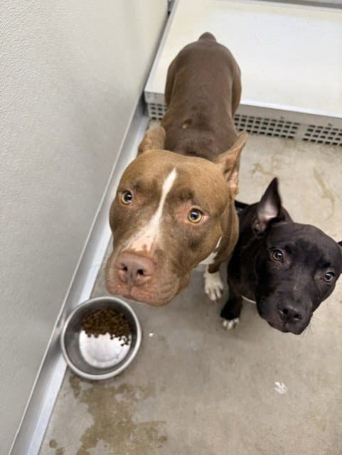 Unknown - Pit Bull Terrier