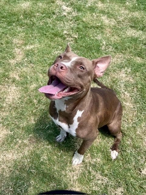 Unknown - Pit Bull Terrier